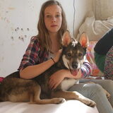 Foto van Leffe Saarlooswolfhond