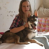 Foto van Leffe Saarlooswolfhond