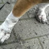 Foto van linneke
