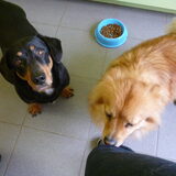 Blacky & Snuffel