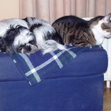 Samen met de poes diep in dromenland