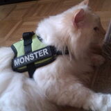gilmi vind pippa's nieuw k9 tuig ook mooi, even passen hoor