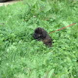 Dit is onze Merel een Bouvier van tweeenhalve maand met nu al een goud…