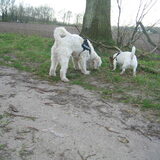 Ruby en Lex tijdens een lekker wandelingetje met mij. 18-04-2013
