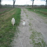 Ruby en Lex tijdens een lekker wandelingetje met mij. 18-04-2013