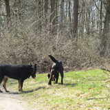 onverwachte ontmoeting met vriend Sammie, gered uit een hongaars…