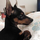 Foto van Chico en Louisa