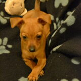 Foto van Chico en Louisa