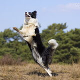 Superdog.