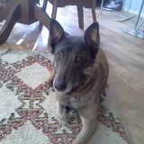 R.i.p. Bouchka 07-11-2017