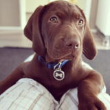 Beau.