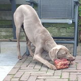 In gevecht met een paard!