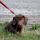 Beau met een stokje.