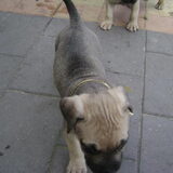 onze pup