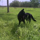 Foto van Hannah + Ginny & Winter