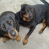 Onze Rottweilers Boris & Dewi, 10 jaar & 11 jaar oud geworden R.I.P ?