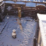 Sneeuw ballen uit de lucht happen