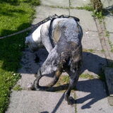 zwarte kont