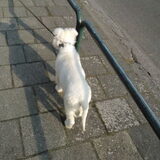 Foto van tamara