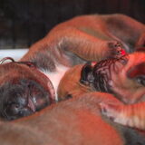 Foto van Rip diesel, King en hummer