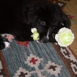 tessa als puppie