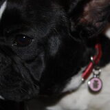 Foto van Muis,Vera, Papadopoulos, Odette, Annabelle en Ciska (Terra+, Dinky+, Saltarin+, Sam+, Zara+, Paco+)