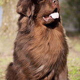 Fedor april '13