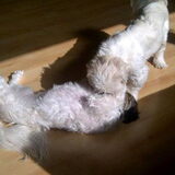 Sammy en Deva