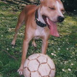 Foto van linneke