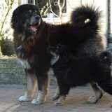 Onze reu Kaltekhan Dream Lover, Norbu 6 jaar en onze pup Chepodokhyi…