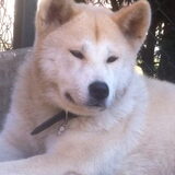 Foto van Akita's From Koyasan