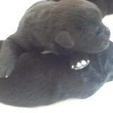 Foto van Tineke *Luna * Rambo (Brutus R.I.P)
