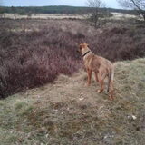 op het rozendaalse veld
