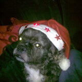 boomer in kerstsfeer 2012-2013
