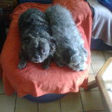 boomer & yoni (in de zetel bij mijn ouders ) toen chloe 2dagen weg was…