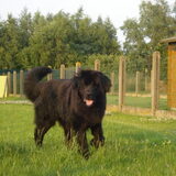Dit is darco new foundlander (de hond van mijn ouders)