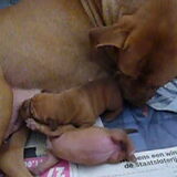 luna met de moppies