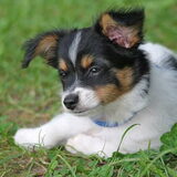 Gangster als pup