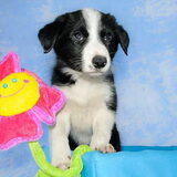 Luna, pup van Bonita en Glenn (foto gemaakt door Hetty ! )