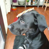 Foto van Milo