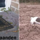 Banshee 2 maanden en 7 maanden