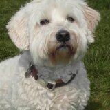 Knappe Dhaan