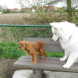 joekie en mikai