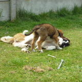 Spelen luna en eros als pup :-)