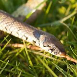 Daar is ie weer! (30 april 2013)