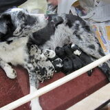 De eerste zes pups