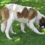 Luna in de tuin