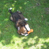 Eros als puppy