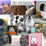 De Junioren!