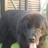 darco de hond van mijn ouders